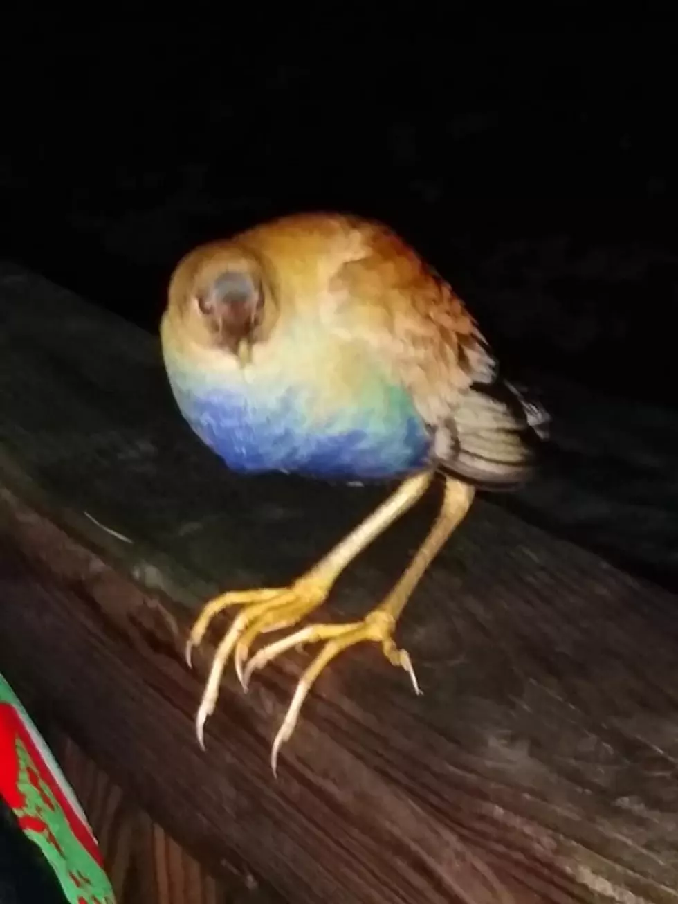 There Are Some Strange Birds Popping Up in Maine, and They Need Your Help