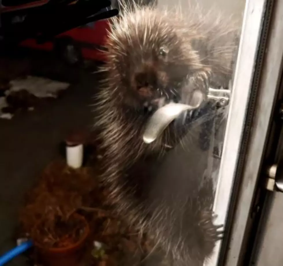 Dude in New Hampshire Found a Porcupine on His Doorknob