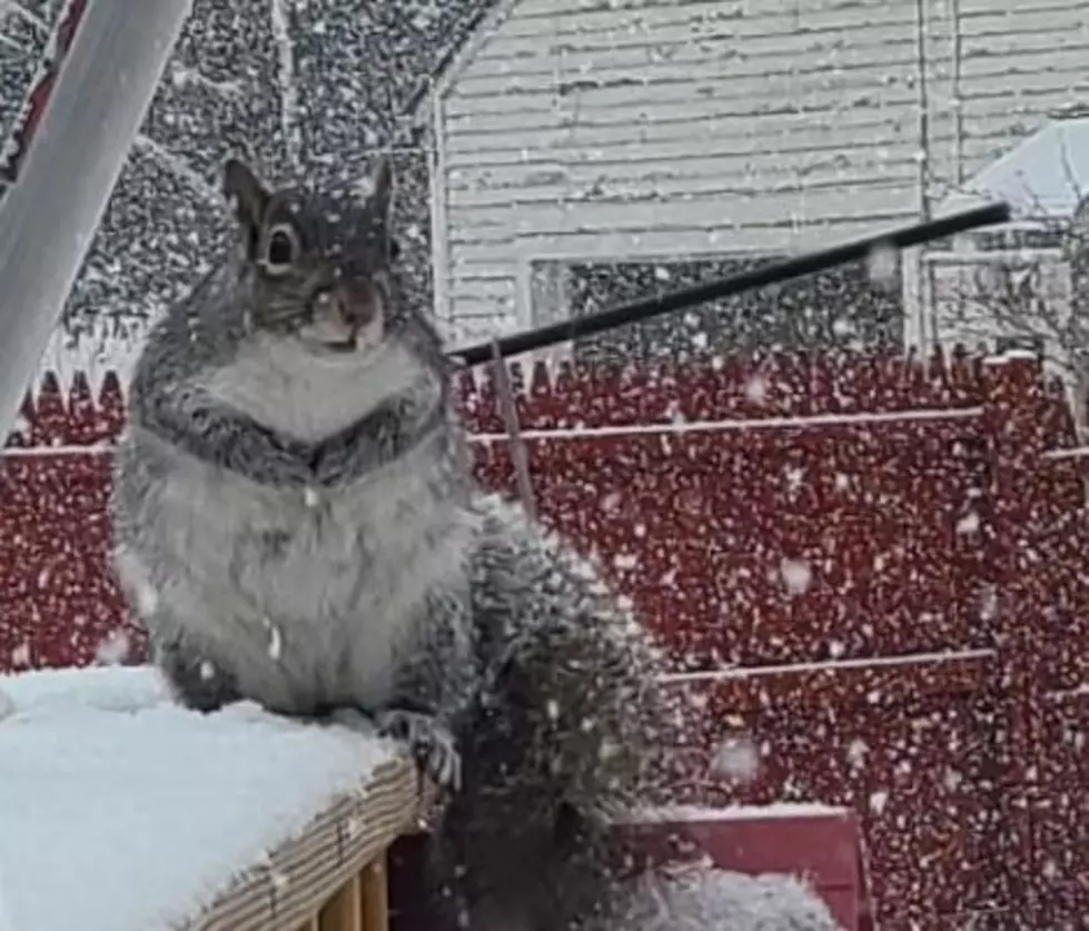 The Chubbiest Squirrel I’ve Ever Seen Lives in Rochester, NH