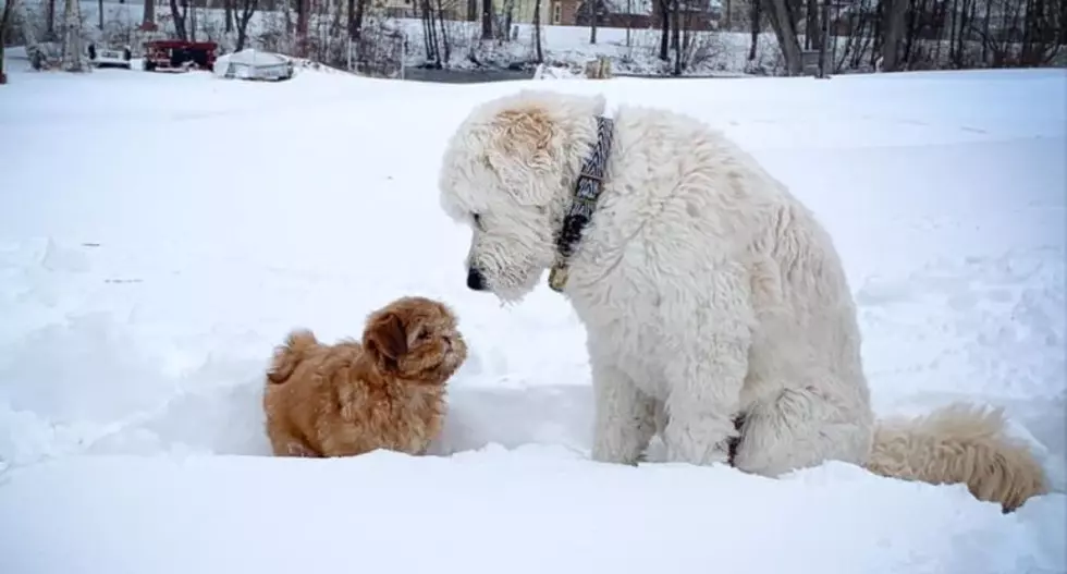 Laconia, NH Puppy Gets a Lesson About Snow from his Big Brother
