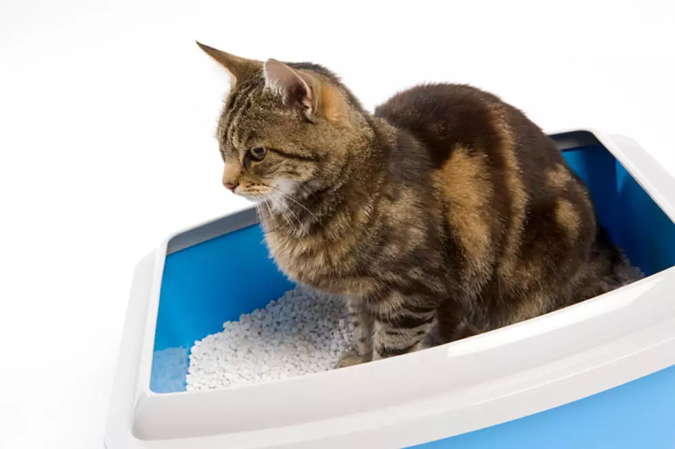 Maine Shelter Will Name a Cat’s Litter Box after your Ex For V-Day