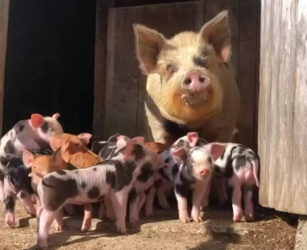 Watch a Mama and Her Piglets Living Their Best Lives in Hillsborough, NH