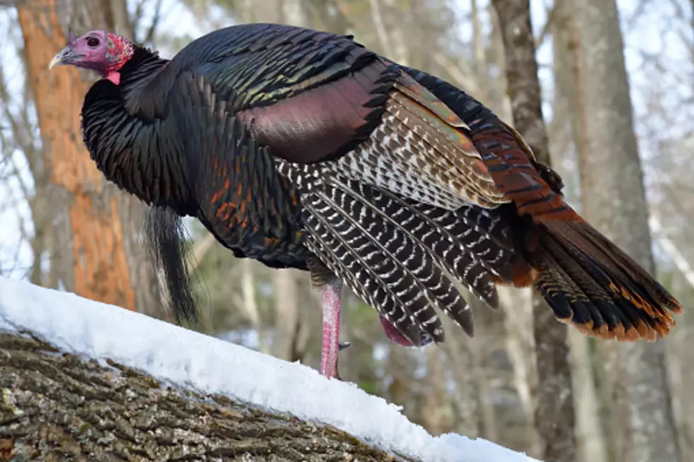 There Was An Unusual Incident in Plaistow, NH, This Week Involving a Dead Turkey in a Tree