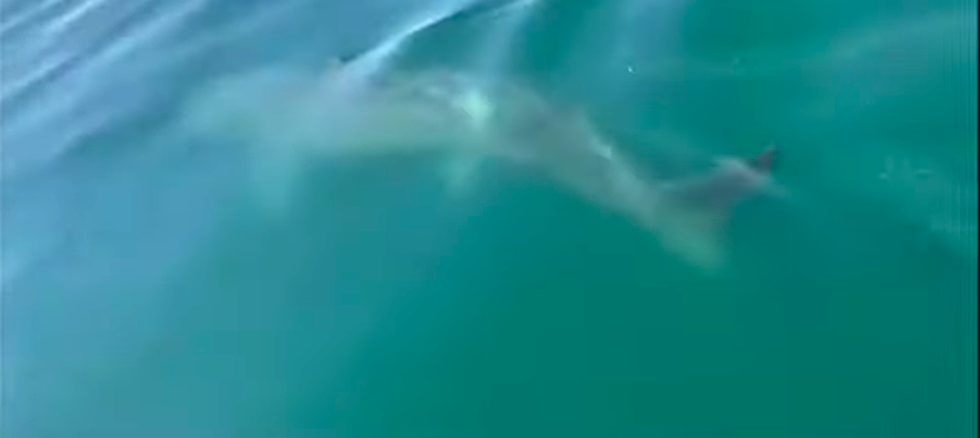 A Huge 20-Foot Shark Sighted Around Portland Harbor and York