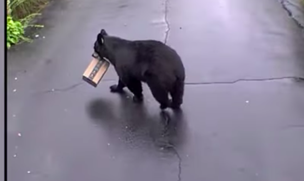Did a Black Bear Just Steal An Amazon Package From a House in Connecticut?
