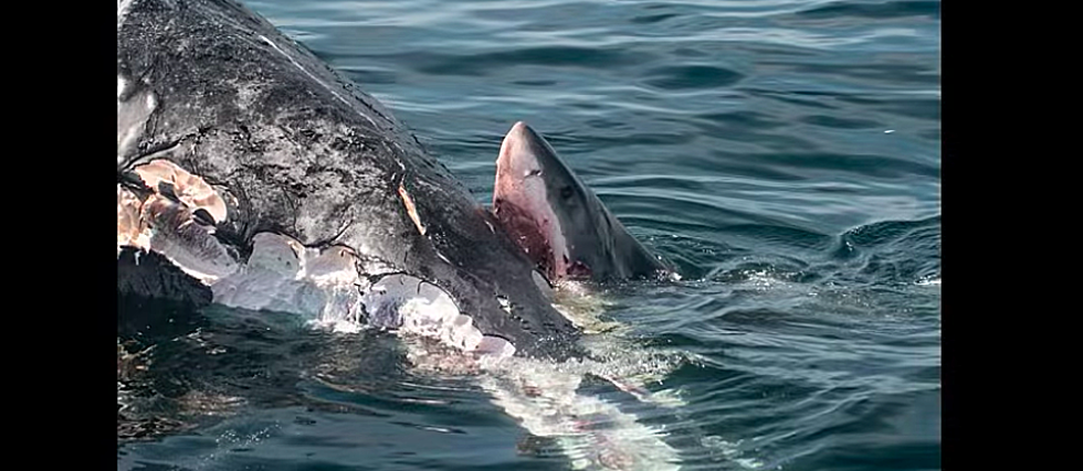 Insane Video Showing Great White Sharks Eating a Dead Whale in Massachusetts