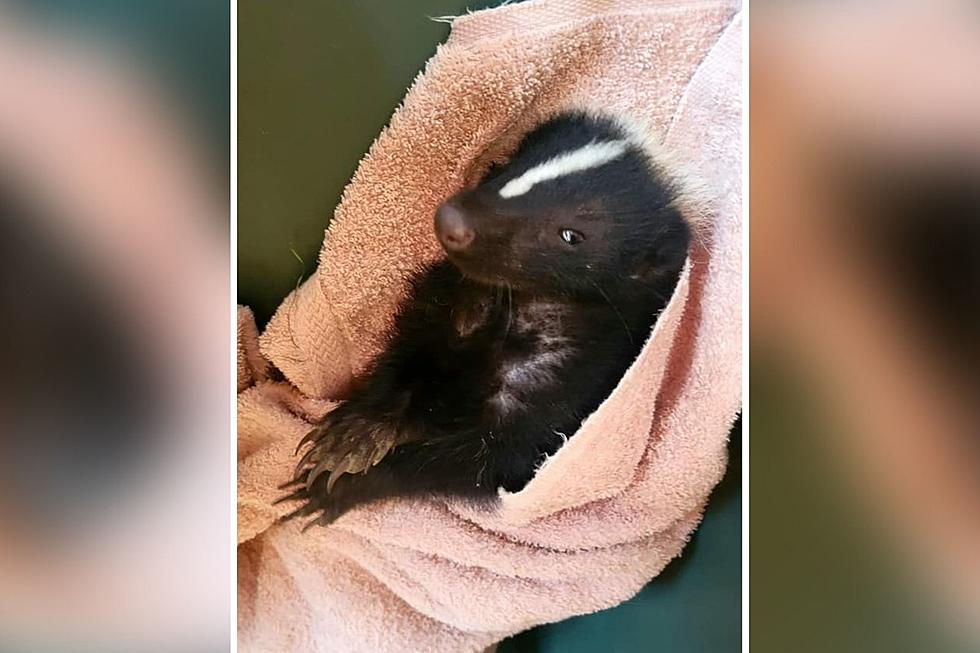 New Hampshire Woman Saved an Injured Baby Skunk and Named Him Cosmo