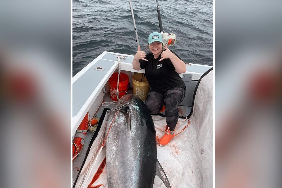Deerfield, New Hampshire, Woman, Reels in a Monster of a Tuna over Labor Day Weekend