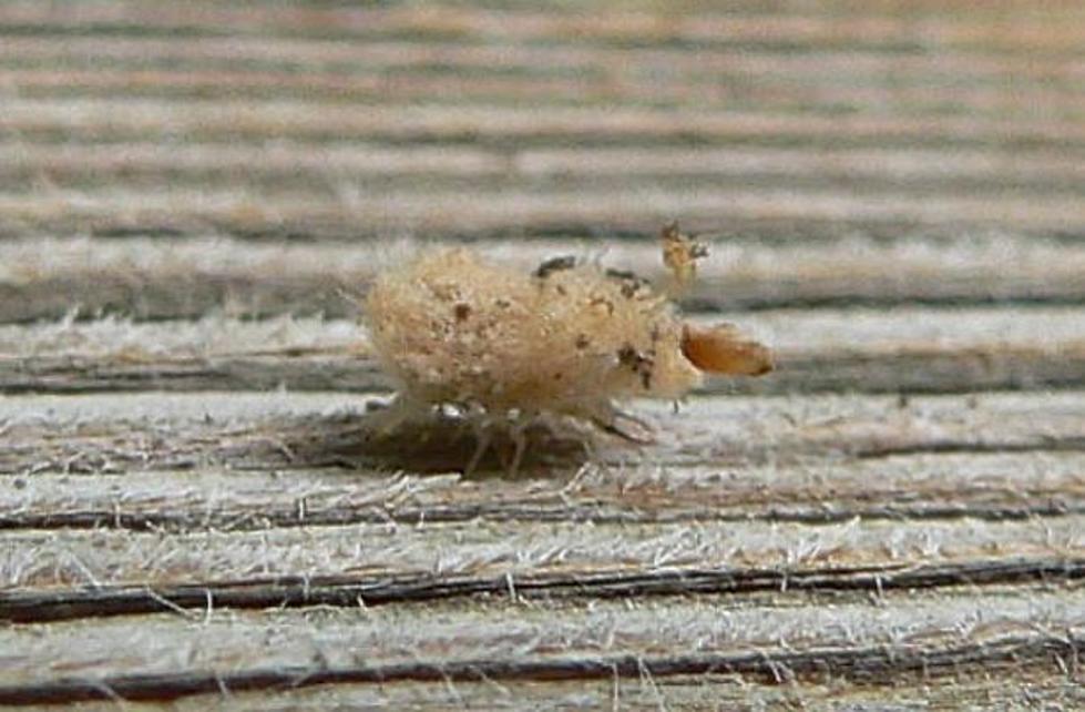 What the Heck? This Weird Bug Spotted in New Hampshire Looks Like a Breadcrumb With Legs