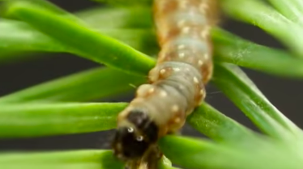 Eastern Spruce Budworm Can Cause Some Real Problems in Maine, and They’re Back