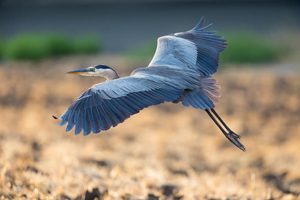 Great Blue Heron from Harpswell, Maine, Flew 2,000 miles to Cuba in 7 Days
