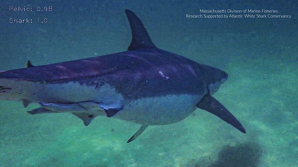 A Hugely Fat Shark With a Big Ole Belly Was Spotted off the Massachusetts Coast
