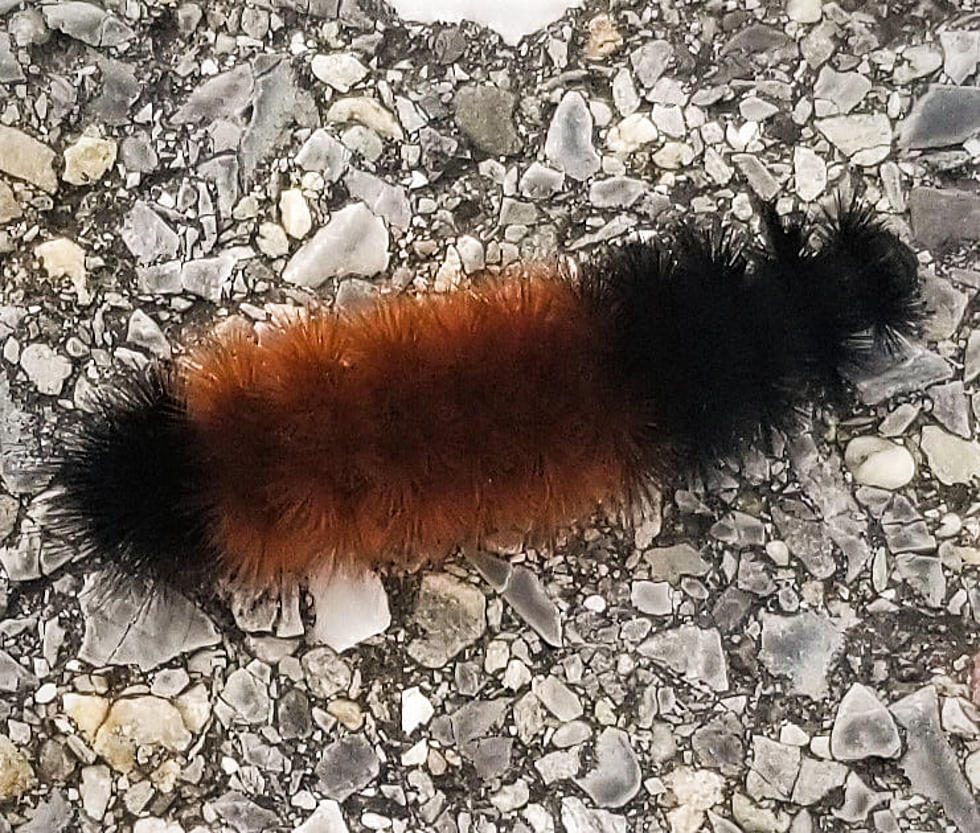 Can This Caterpillar Predict What Type of Winter We Will Have in New England?