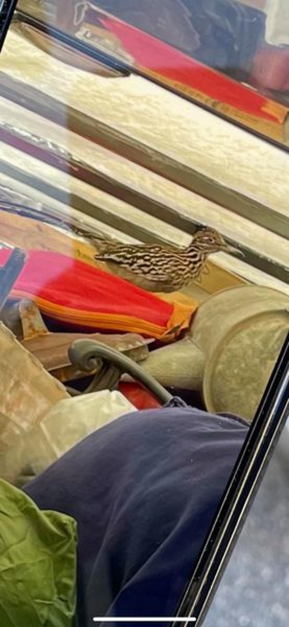 Roadrunner Bird Discovered in Maine Gets a Trip to Avian Haven