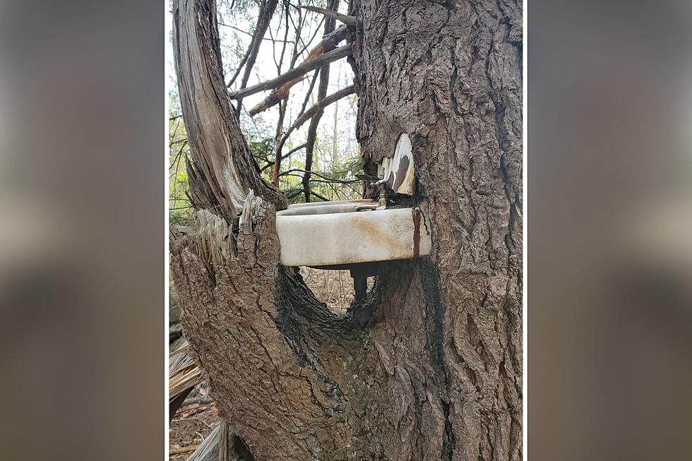 Have You Seen This Sink in a Tree in Bedford, New Hampshire?