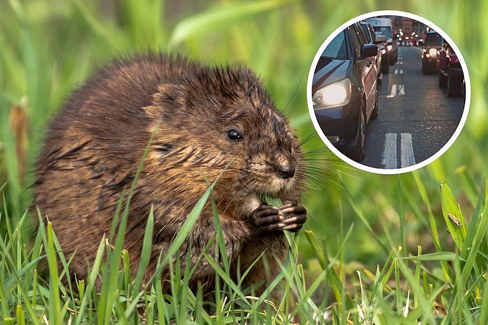 Fearless Muskrat Disregards Rush Hour Traffic to Sniff Around Busy Dover, New Hampshire Road