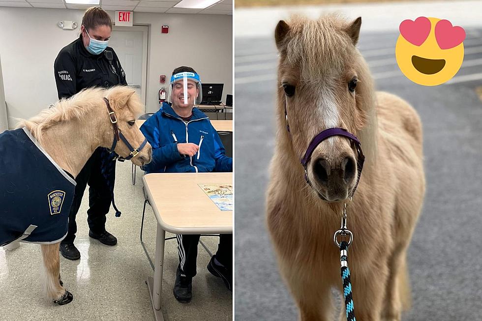 Meet Eddy, New Hampshire's First Police Therapy Pony