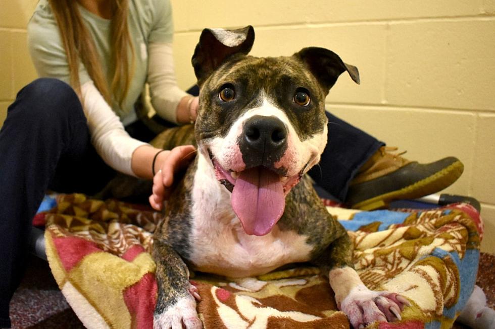 Sweet, Cuddly Pit Bull Named Riley Has Spent Over 230 Days in NH Shelter