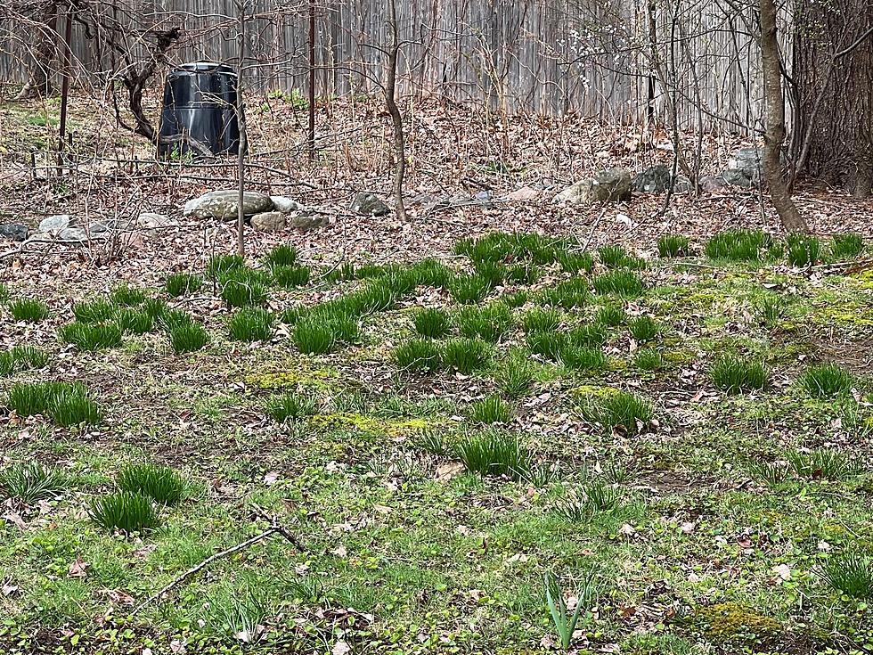Does Your Yard Look Like This? Pesky Onions Will Destroy Your Lawn in the Northeast