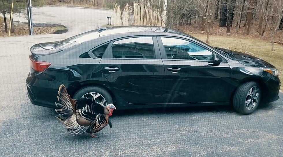 WATCH: Confused NH Turkey Gets His Steps in by Running in Circles Around Vehicle