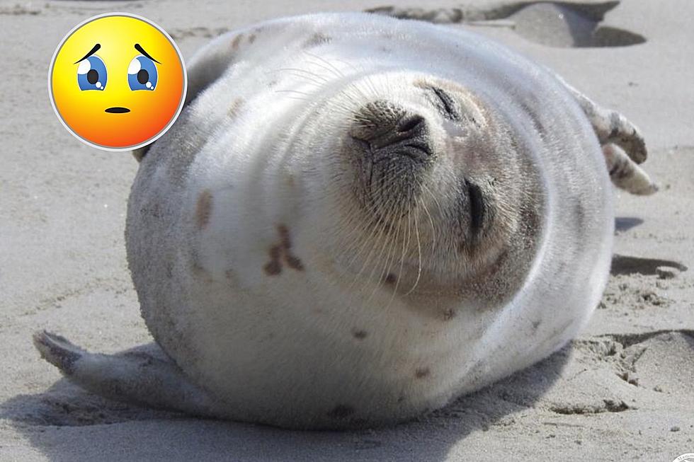 Beachgoers in Wells, Maine, Concerned About This Sweet Seal Pup Spotted Alone