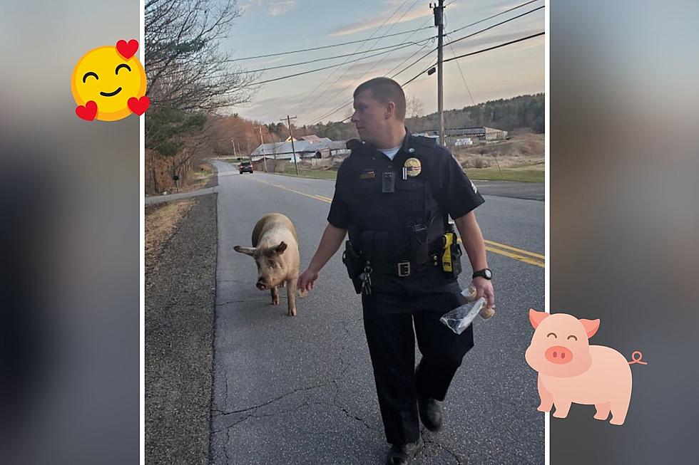 This Lee, New Hampshire, Piggy Got a Police Escort All the Way Home