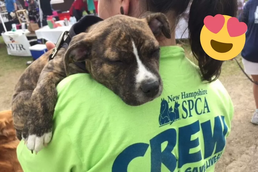 The 30th Annual NHSPCA Paws Walk Returns This June for a ‘Most Barktacular Day’