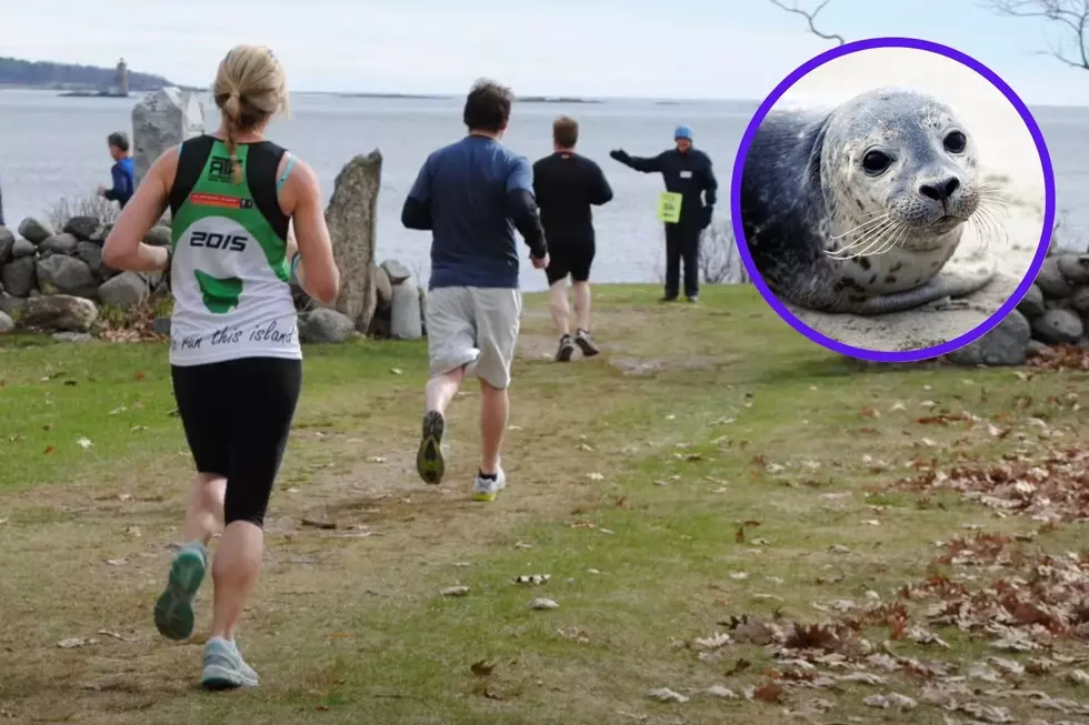 5k Race for Marine Mammals Happening This Saturday in Rye, NH