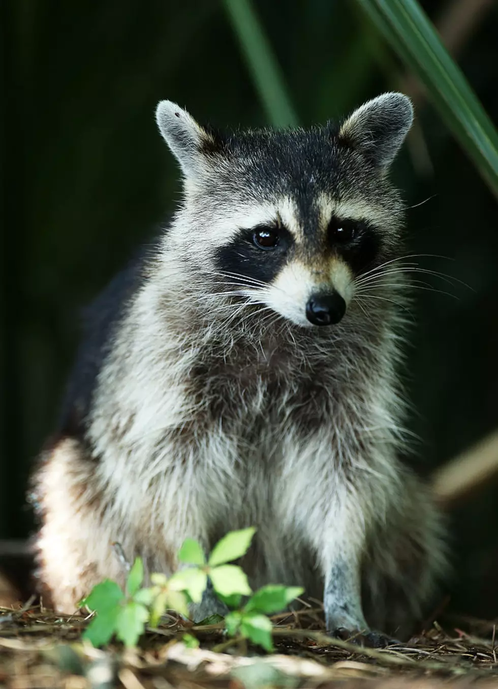 Family Litter of Adorable Baby Raccoon Kits Saved in New Hampshire