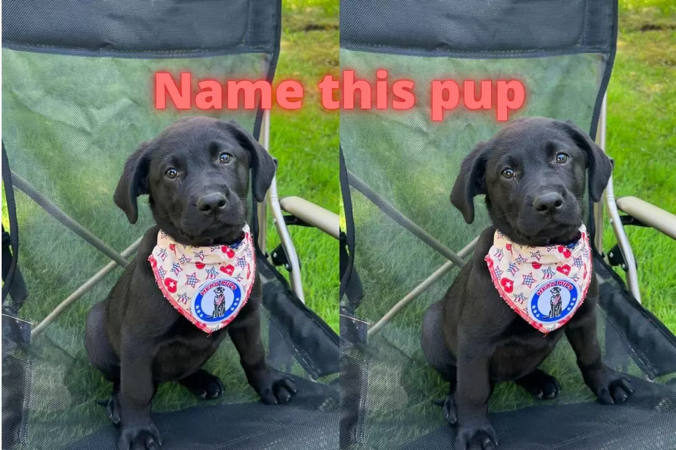 NH Strafford County Sheriff Department Seeks Help to Name Puppy