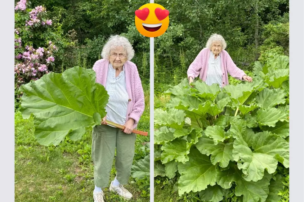 86-Year-Old New Hampshire Woman Still Gardens, Sports Massive Rhubarb Plant