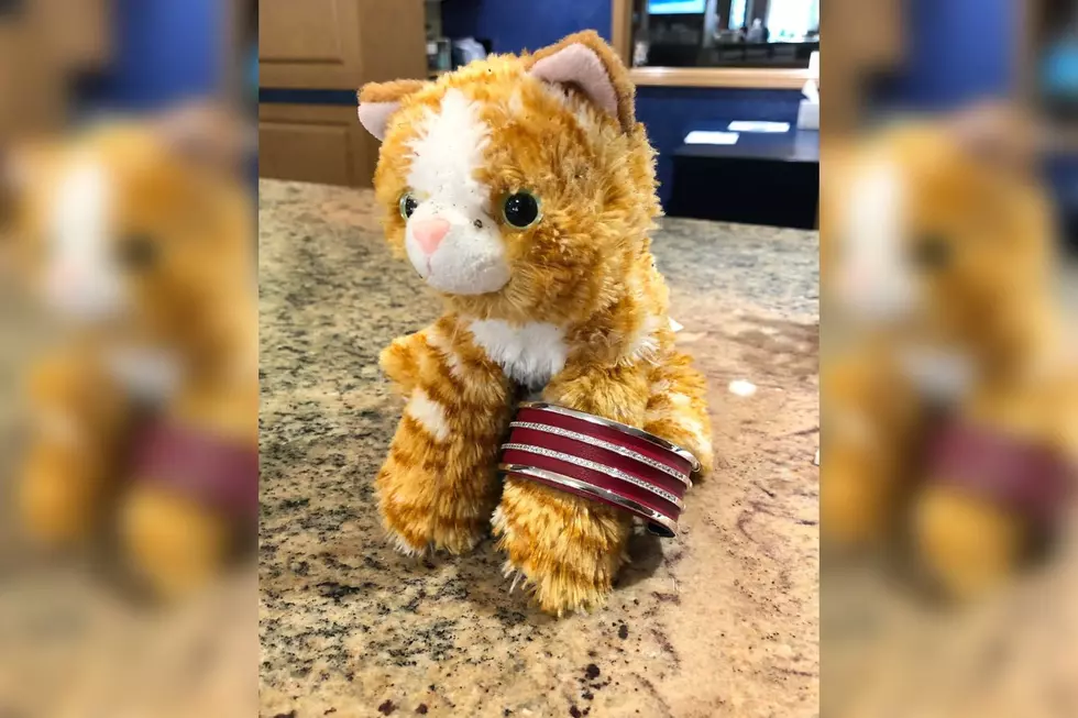 Are You Missing This Cute Kitty Stuffed Animal in Dover, NH?