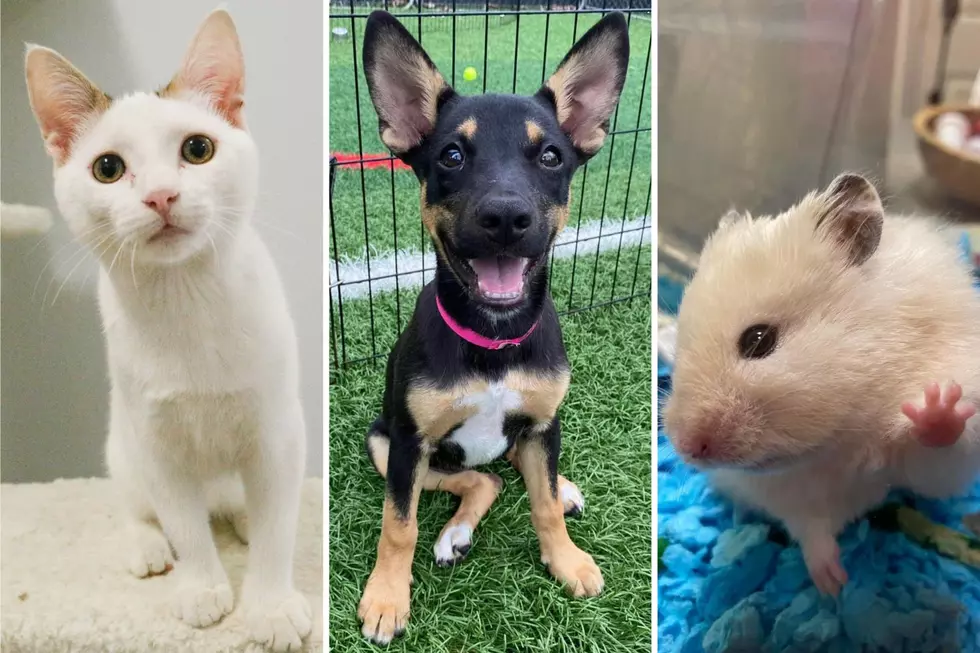 Looking to Adopt a Four-Legged Bestie? Visit These 14 New Hampshire Animal Shelters