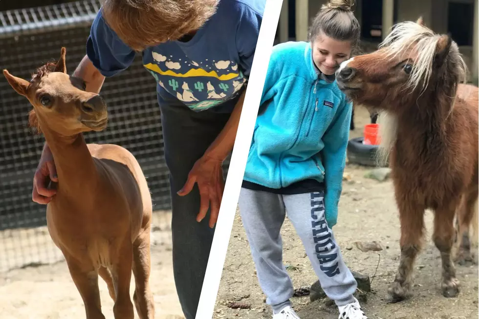 You Can Befriend Magical Miniature Horses in Bow, New Hampshire