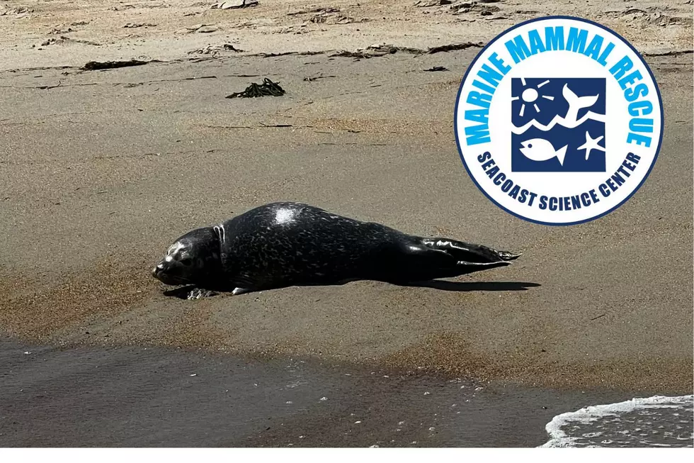 Keep Your Eyes Peeled for This Injured Seal in Coastal New Hampshire and Massachusetts