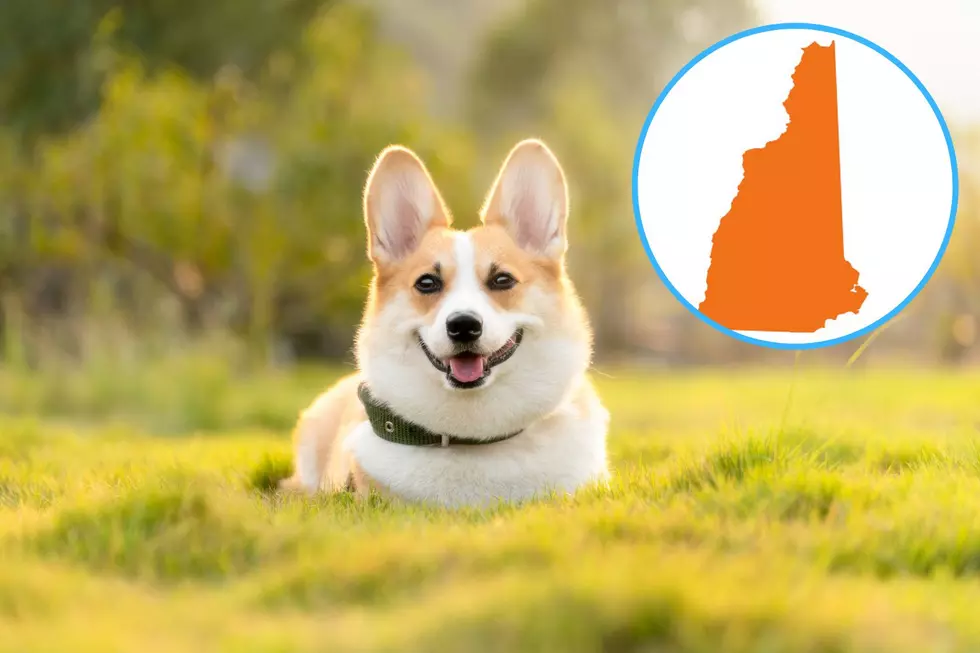 14 New Hampshire-Inspired Dog Names