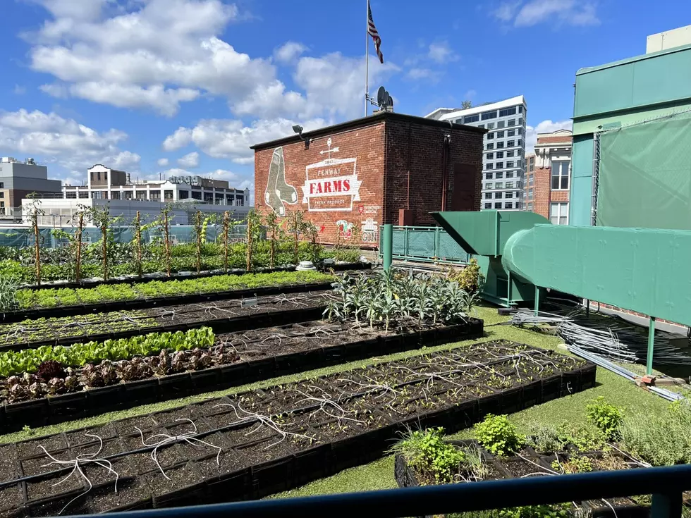 Did You Know Fenway Park in Boston Has a Massive Rooftop Farm?