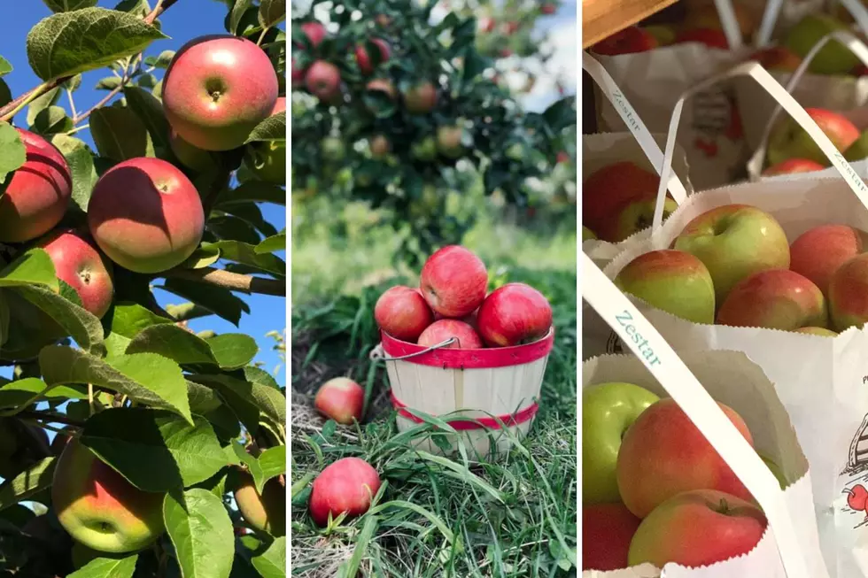 Here Are 15 of the Best Places to Go Apple Picking in NH