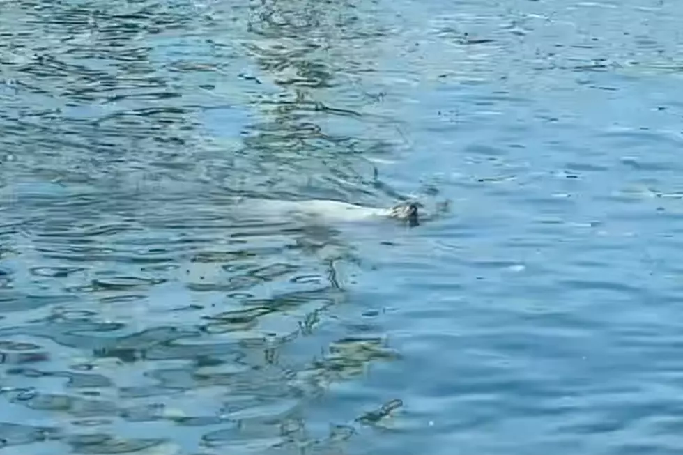 WATCH: Seal Spotted Going for a Swim in Portsmouth Harbor, New Hampshire