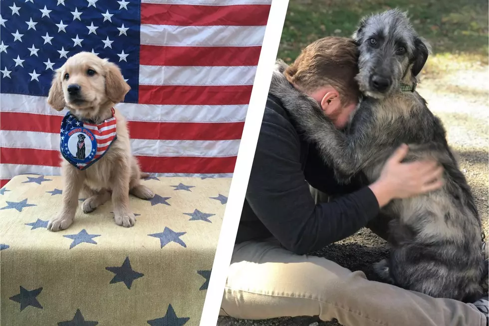 These Cute Puppies Are Also Heroes, and Have the Biggest Hearts