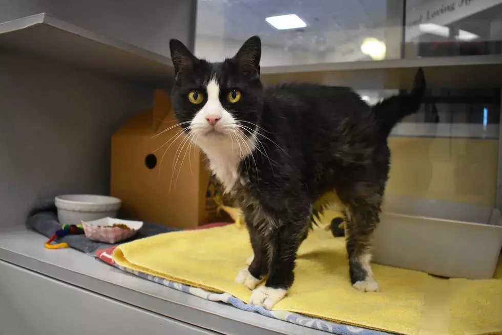 Can You Give This 20-Year-Old NH Kitty a Home for Christmas?
