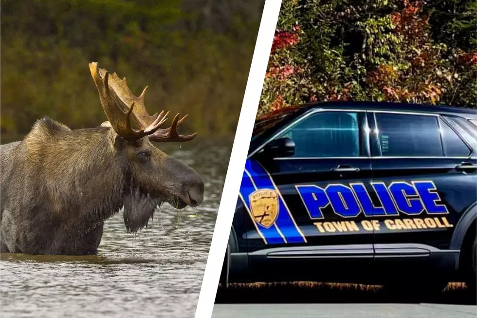 Carroll, New Hampshire, Police Create Hilarious Moose Patch 