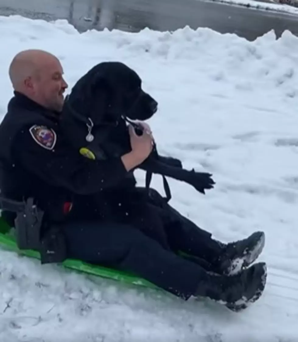 Watch This NH Police Dog Take a Work Break and Go Sledding 