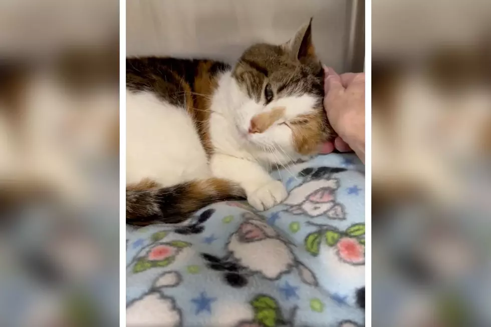 This Sweet, 20-Year-Old New Hampshire Kitty Needs a Loving Home