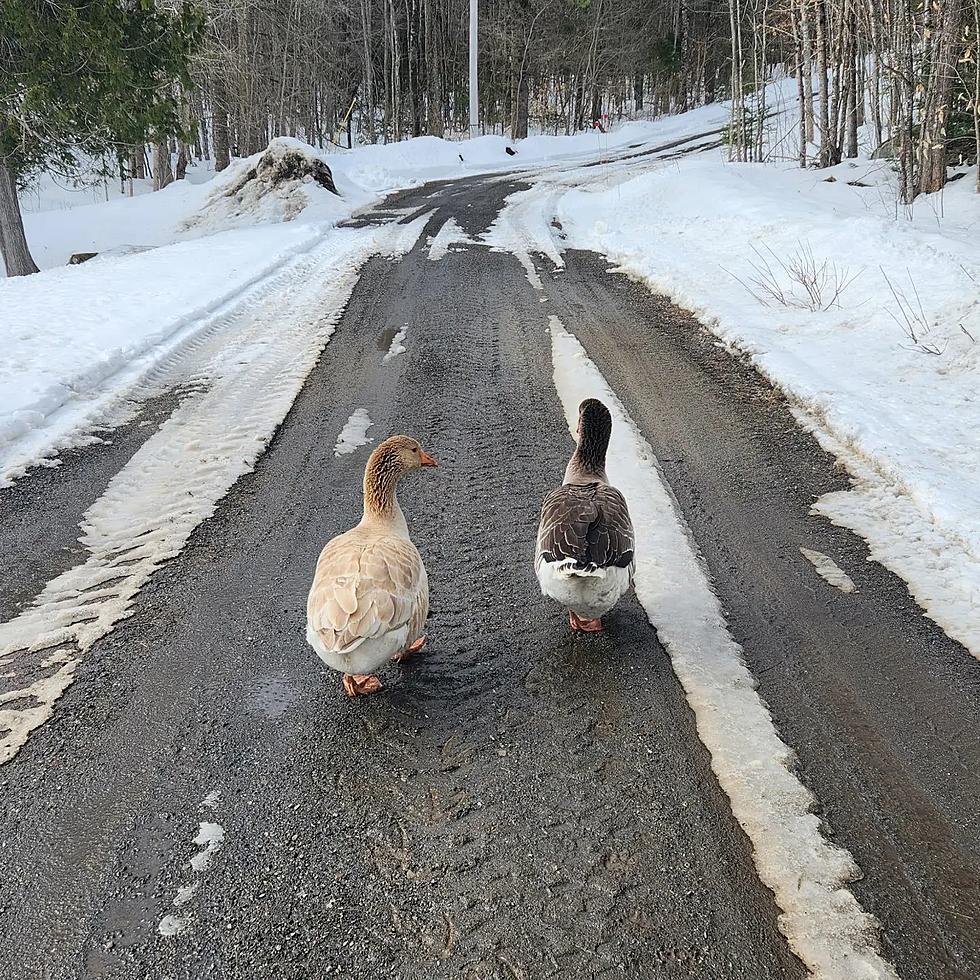 Two Maine Pet Geese Got Caught Trying to Go on an Incredible Journey, Like a Disney Movie