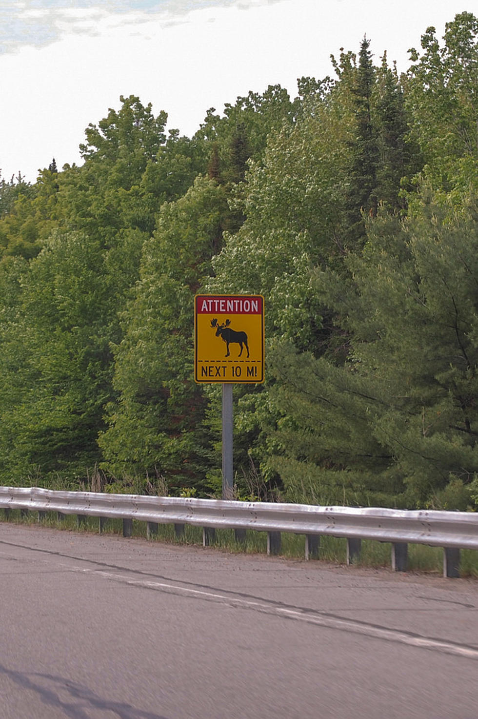 Video: A Moose Calf Caused a Traffic Jam on a Busy Highway in Massachusetts