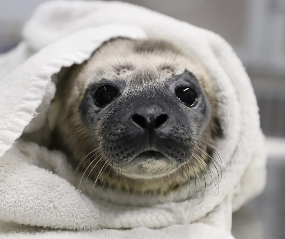 4 Abandoned Seal Pups in Critical Condition Get a Second Chance in Maine