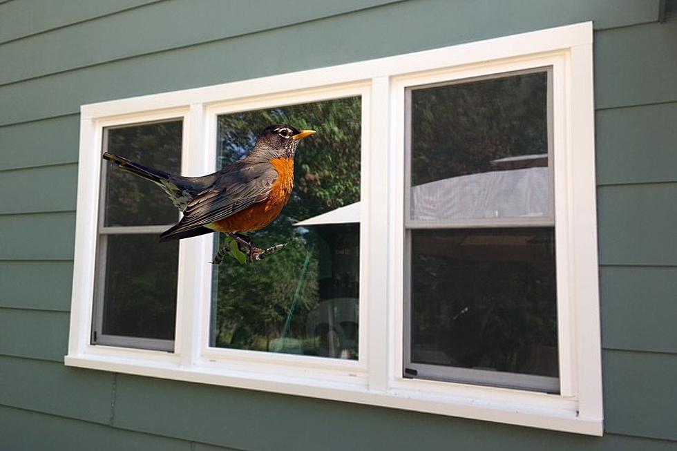 Why Do Birds Keep Hitting Your Windows? It's Not What You Think