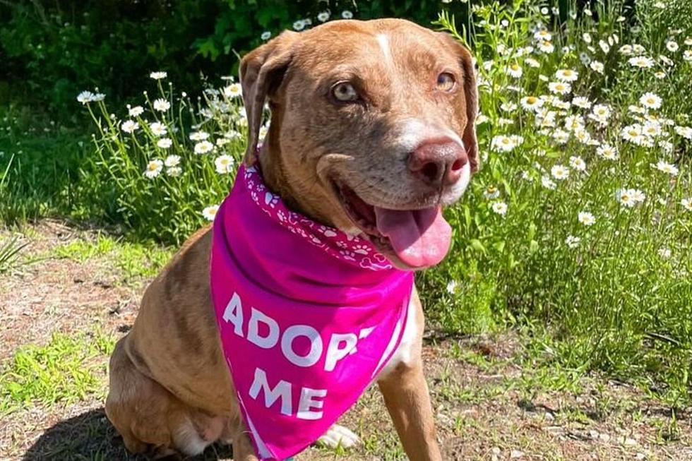 Go on Fun and Special Doggy Dates Through This Maine Animal Shelter