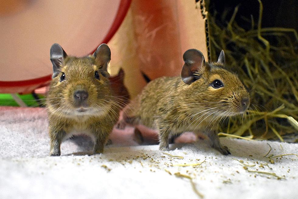 What’s a Degu? You Can Adopt the Exotic Pet From This New Hampshire Animal Shelter